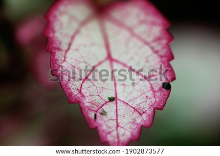 Pink and white leaf macro image