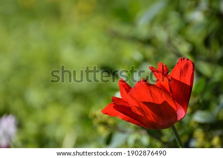 an anemone blooms in a green field in spring