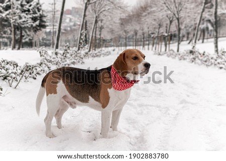 Beagle dog on a walk in a winter Park during a snowfall in istanbul