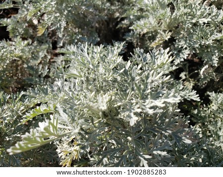 silver artemesia wormwood perennial medical absinthe plant