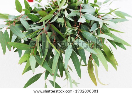 A eucalyptus with gray leaves