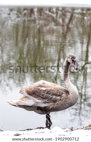 Grey young swan (cygnet, Cygnus olor) standing standing on the shore of the pond