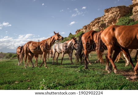 Herd of ranch horses in Montana paint,bay,buckskin,