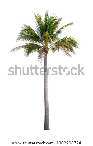 Coconut palm tree isolated on white background