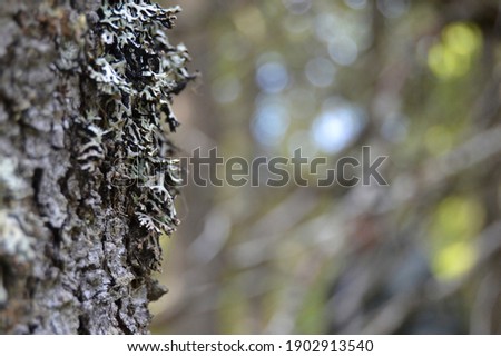 Close up of moss growing on the bark of a tree in a swedish forest. 