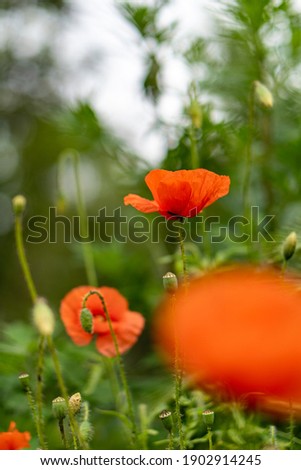 Red poppy with a green background.