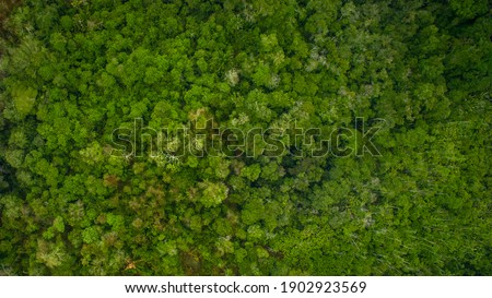 Top view of the vast amazon jungle Royalty-Free Stock Photo #1902923569