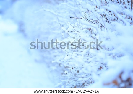 Beautiful snow-covered winter landscape. Shrub in frost on the background of the setting winter sun. Christmas landscape. Selective focus. Blurry background. High quality photo