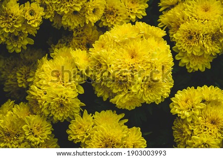 Some yellow chrysanthemums in spring