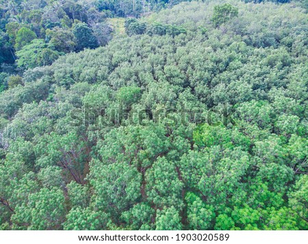 Green para rubber tree forest aerial view agricultural industry