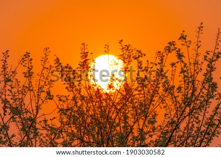 silhouette branch tree with sunset background