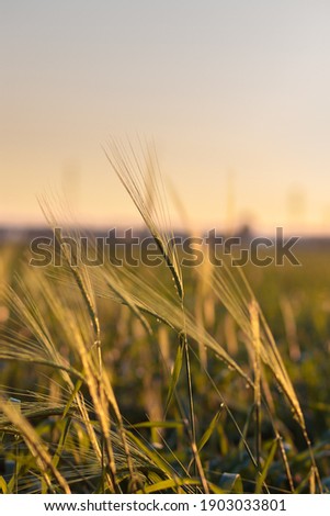 Wild barley that is still green, against a blurred background of sunset. Royalty-Free Stock Photo #1903033801