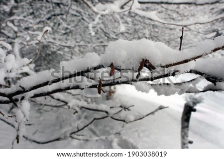 winter landscape on a gloomy day branches covered with snow