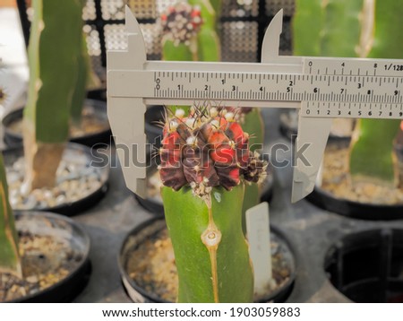 Close-up a red Gymnocalycium mihanovichii cactus (clone Japan Red Tiger) with ruler grafted on Hylocereus undatus pole in flowerpot with many cactus blurred background.