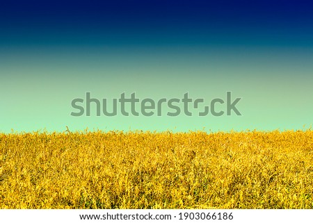 Toned Photo of Wheat Field and the Blue Sky Landscape