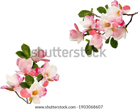 Beautiful blooming magnolia flower isolated on white background.