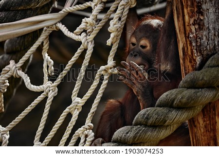 The baby orangutan plays with a rope.