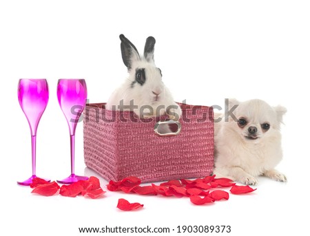 English Spot rabbit and chihuahua  in front of white background