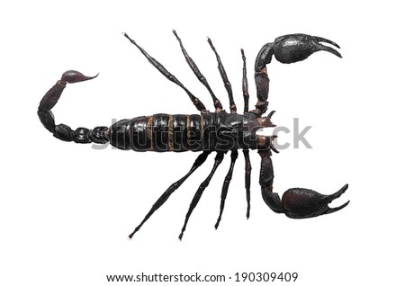 Scorpio. Poisonous scorpion isolated on white background.