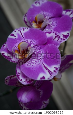 Beautiful purple orchid flower. orchid close up.            