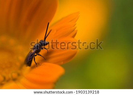 Closeup of a small insect of the genus Cynips sitting on a calendula flower. Summer, August.