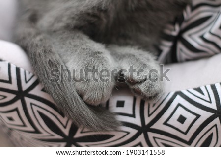 photo of a sleeping cat, in which only the legs and tail are visible. Monochrome shot.