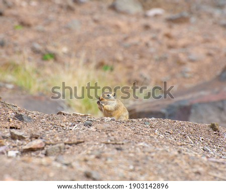 Wild great gerbil in its natural habitat, Charyn canyon, Kazakshtan