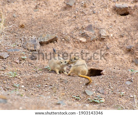 Group of great gerbils communicating with each other on their natural habitat, Charyn canyon, Kazakhstan
