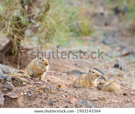 Group of great gerbils communicating with each other on their natural habitat, Charyn canyon, Kazakhstan