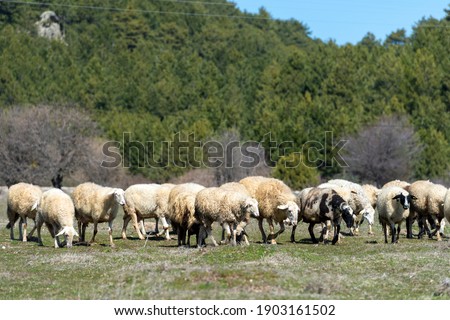 herds of sheep grazing on the plateau