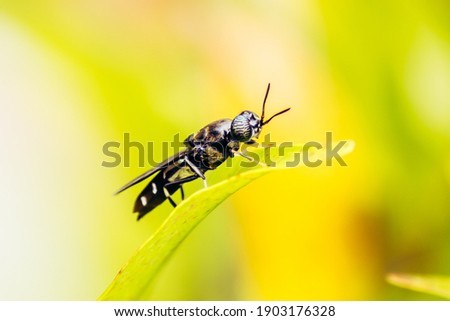 Black Soldier Fly, a species of Soldier flies. Also as known as American Soldier Fly Royalty-Free Stock Photo #1903176328