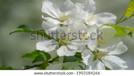 Apple tree flowers. The gardens are adorned with countless white and pink flowers that exude a sweet and fresh scent that stretches indefinitely.