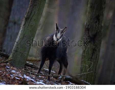 A chamois cub lost in the woods looking for a way, the best photo.