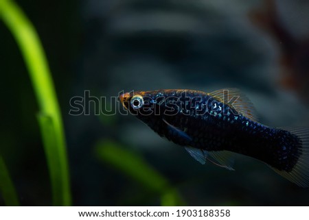 Xiphophorus hellerii. Tropische Fische schwimmen im Aquarium, the best photo