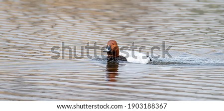 Pochard Aythya ferina swims on the surface and searches for food, the best photo