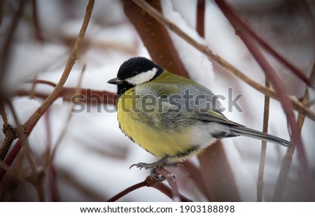Parus major sitting on a branch in winter and in the snow, the best photo.