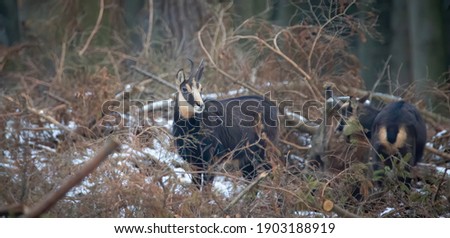 A chamois cub lost in the woods looking for a way, the best photo.