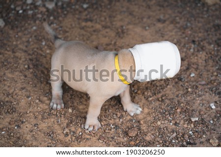 Poor cute puppy whose head is in a white jar or white can. Funny picture concept. 
