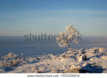Fog drowned valley behind Swedish Lapland frozen mountains with a small tree in inversion weather. Vemdalen. Province of Härjedalen. Sweden. Scandinavia