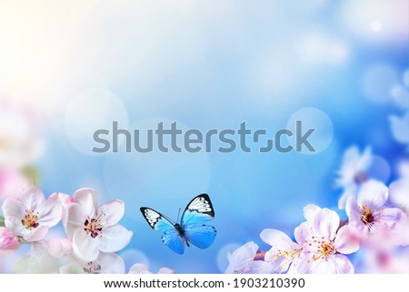 Blossom tree over nature background with butterfly. Spring flowers. Spring Background. Blurred concept.