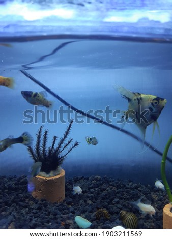 fish and plant in the aquarium