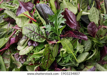 Salad - mix fresh leaves green and purple salad  Royalty-Free Stock Photo #1903234807