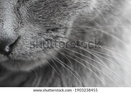 cat nose whiskers background gray
 Royalty-Free Stock Photo #1903238455
