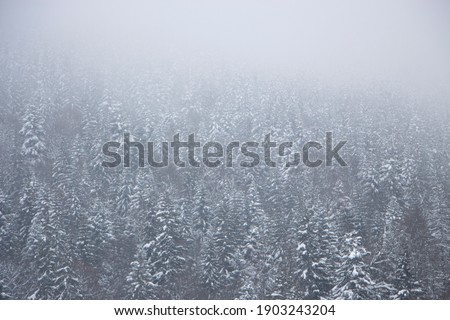 Misty gradient of Christmas tree forest in the mountains.