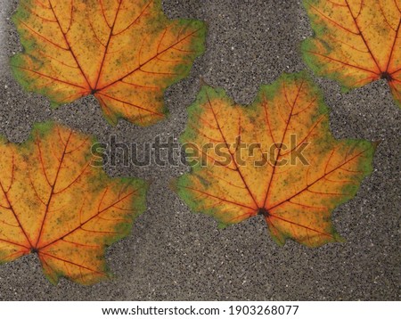 On the road are four autumn maple leaves on a gray background close-up.Texture or background