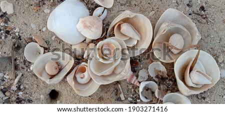 the shells and what's on the sand are white