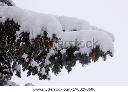 Snow-covered pine branch with pine cones