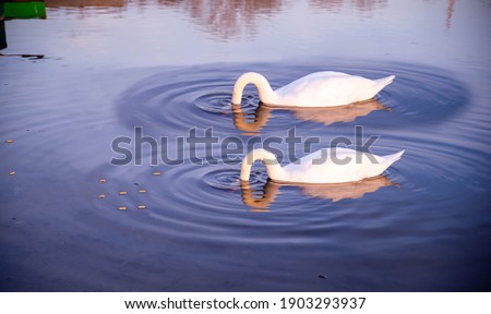 Two swans diving into a lake