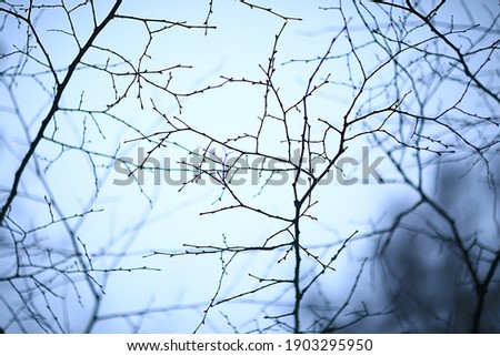 branches without leaves evening autumn, abstract seasonal background sadness