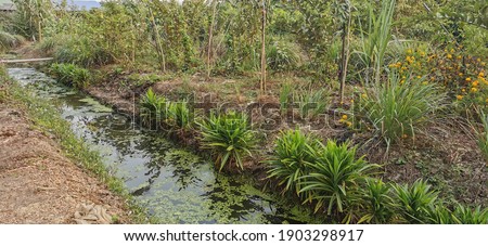 Image of the land area of ​​farmers working in agriculture
 Is a place for Grow many plants with There is a channel water that can be used to water the plants.This picture can be used for agricultural